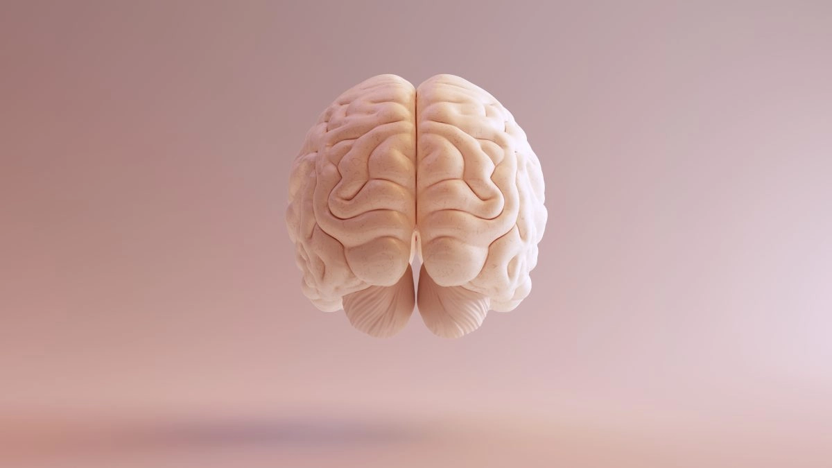 Un cerveau modélisé en 3D sur un fond rose